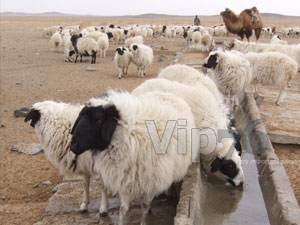 Өнөөдрийн байдлаар 16 мянга гаруй малыг устгаад байна