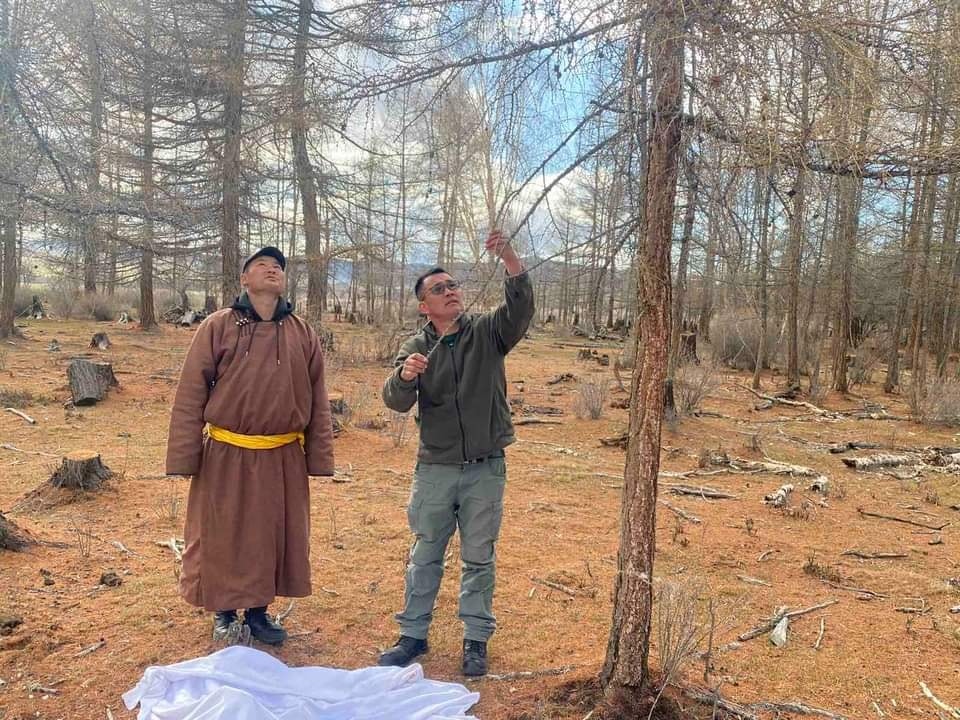 Завхан аймагт ойн хөнөөлт шавжийн судалгааны ажил хийгдэж байна